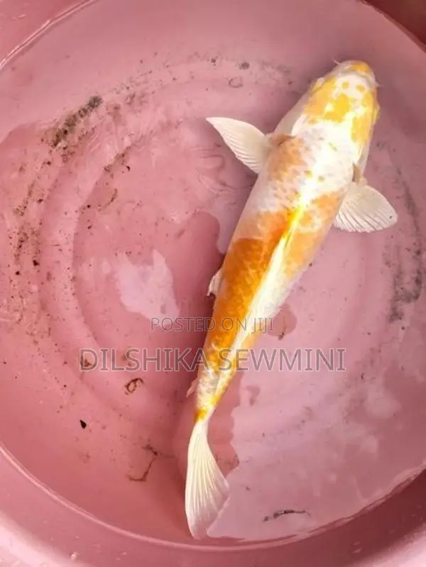 ඇල්පිටියේ පිටිගල