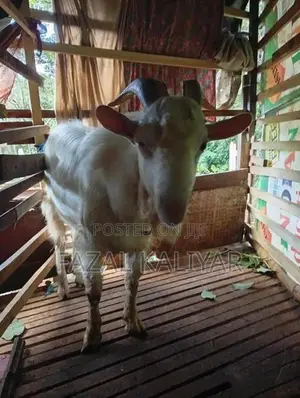 Sahanan
