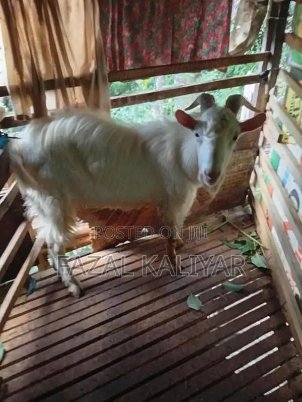 Sahanan