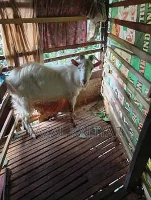 Sahanan