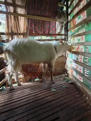 Sahanan