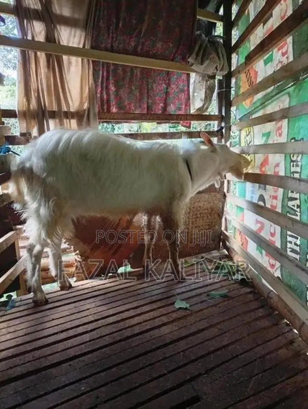 Sahanan