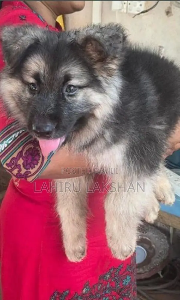 German Shepherd Coat Puppy