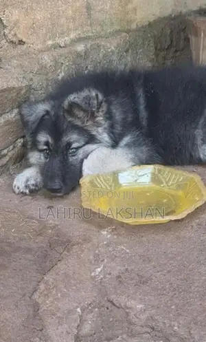 German Shepherd Coat Puppy