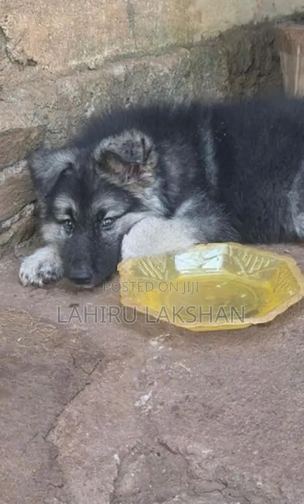 German Shepherd Coat Puppy