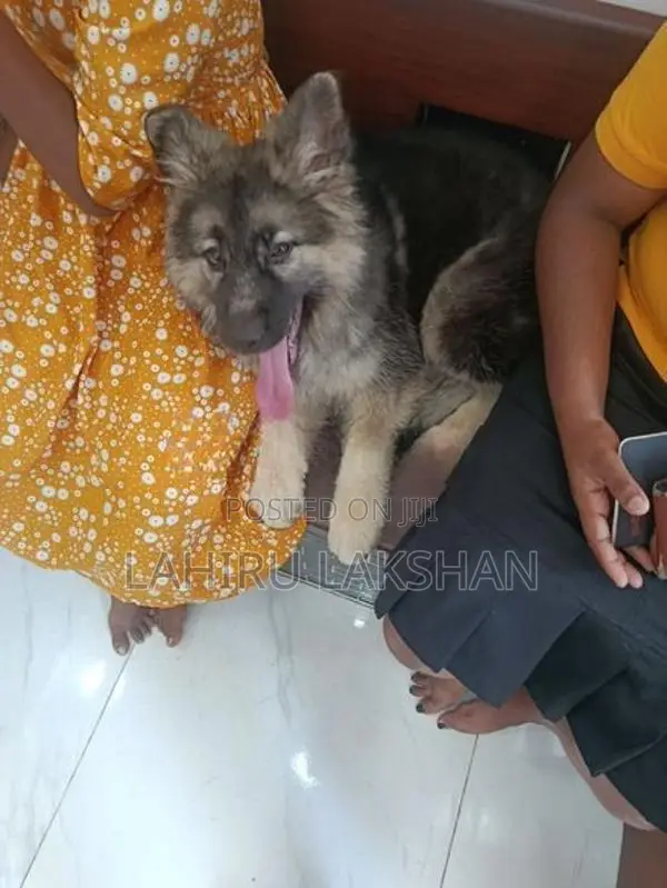 German Shepherd Coat Puppy