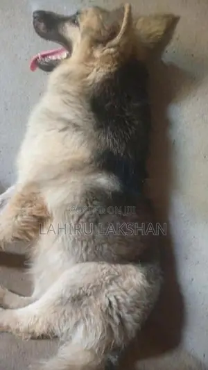 German Shepherd Coat Puppy