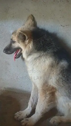German Shepherd Coat Puppy