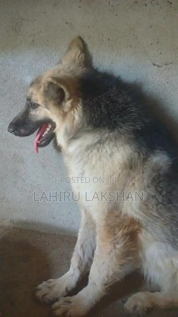 German Shepherd Coat Puppy
