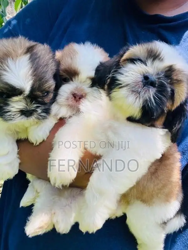 Shihtzu Puppies