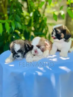 Shihtzu Puppies