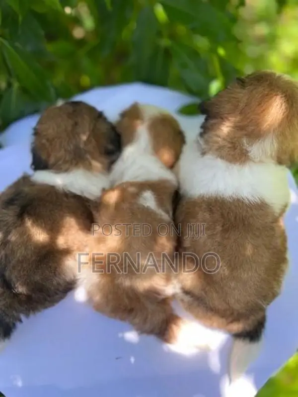 Shihtzu Puppies