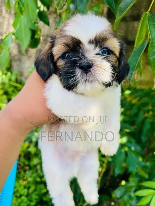 Shihtzu Puppies