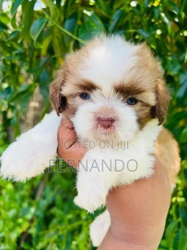 Shihtzu Puppies