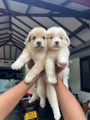 Pomeranian Puppies