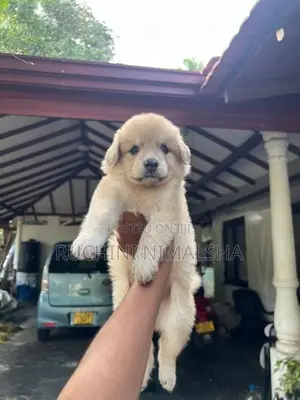 Pomeranian Puppies