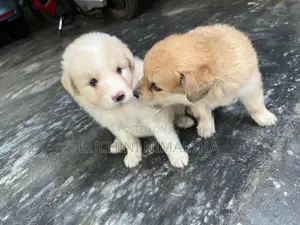 Pomeranian Puppies