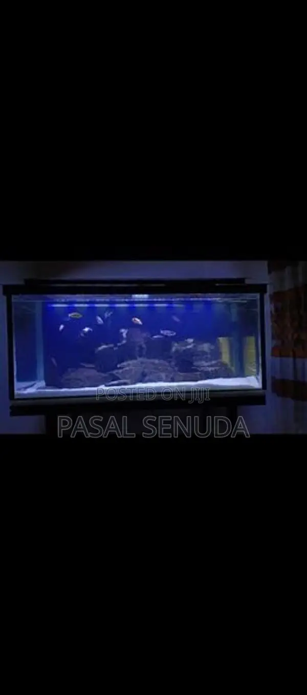 Fish Tank
