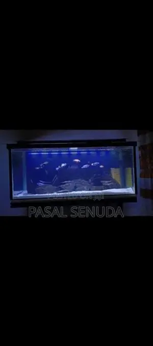 Fish Tank