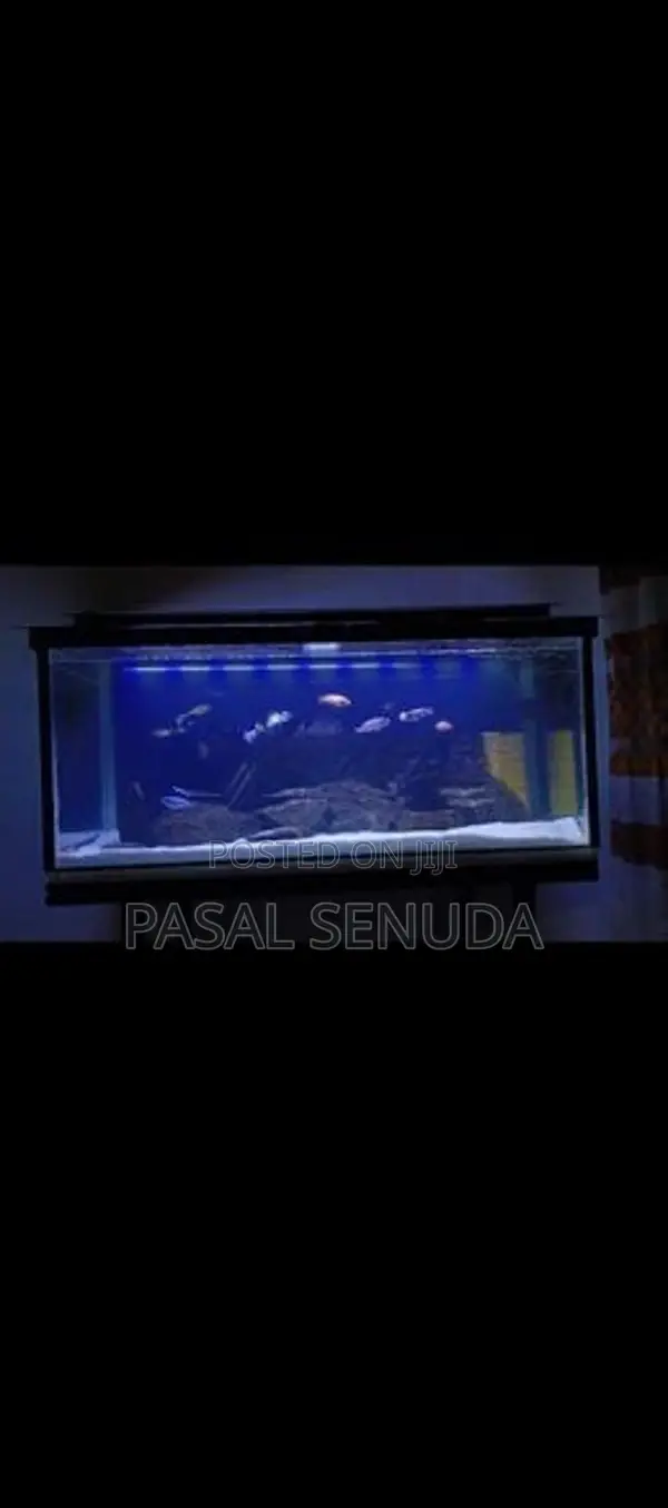 Fish Tank