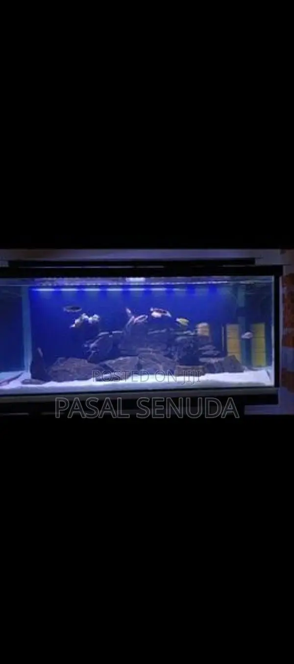 Fish Tank