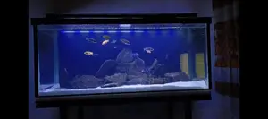 Fish Tank