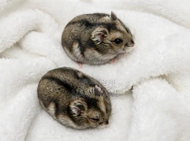 Dwarf Hamster 1for Angoda Healthy
