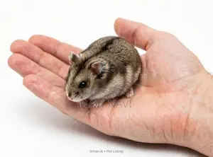 Dwarf Hamster 1for Angoda Healthy