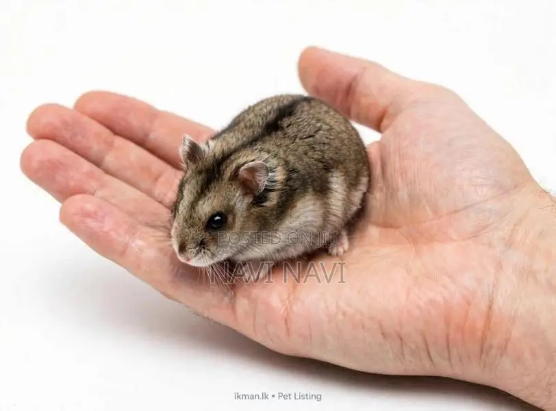 Dwarf Hamster 1for Angoda Healthy
