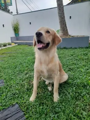Golden Retriever Dog for Crossing