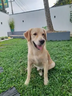 Golden Retriever Dog for Crossing