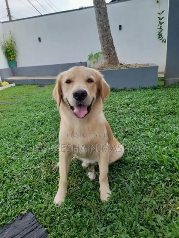 Golden Retriever Dog for Crossing