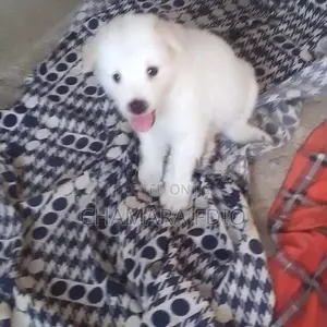 Pomeranian