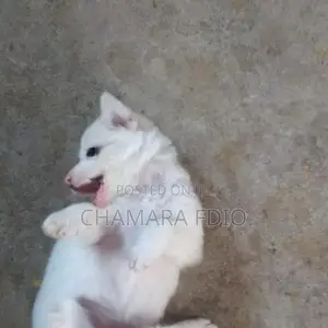 Pomeranian