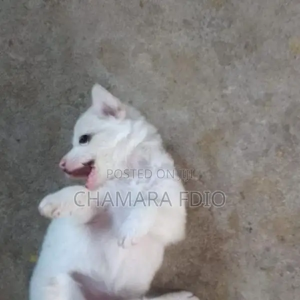 Pomeranian