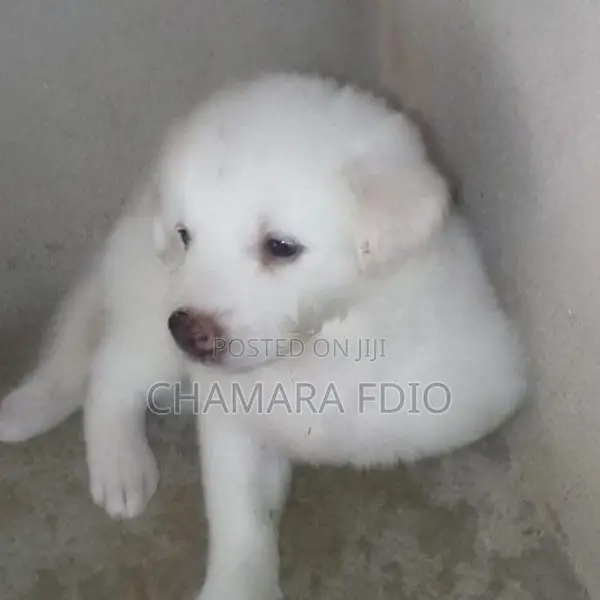 Pomeranian