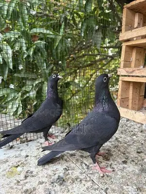Pigeon