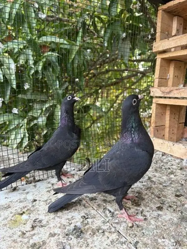 Pigeon