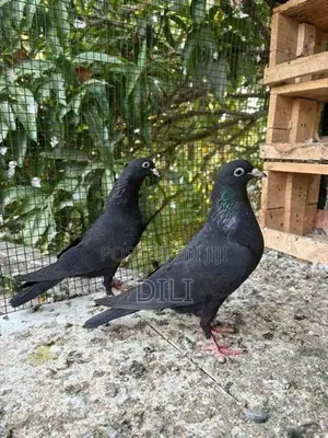 Pigeon