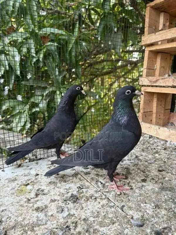 Pigeon