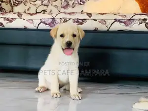 Labrador Puppy