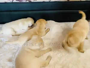 Labrador Puppy