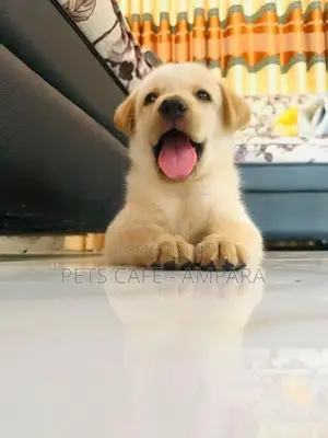 Labrador Puppy