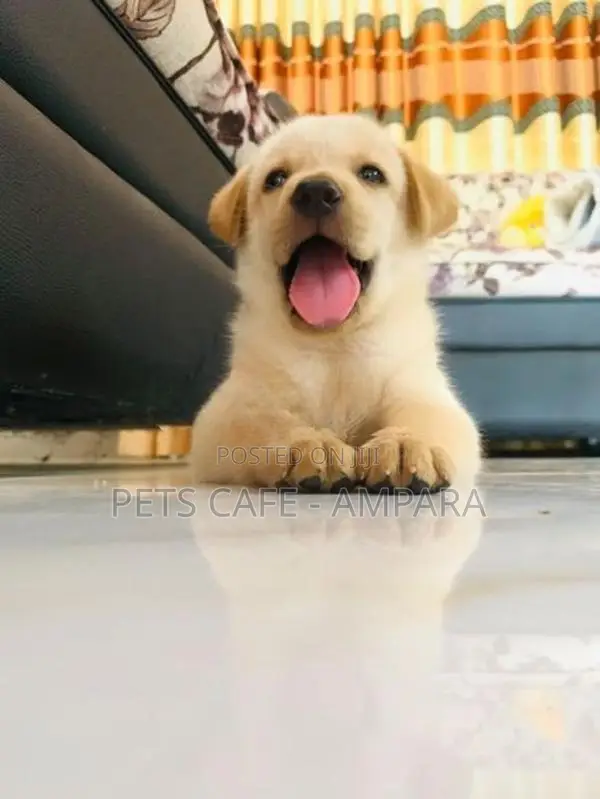 Labrador Puppy