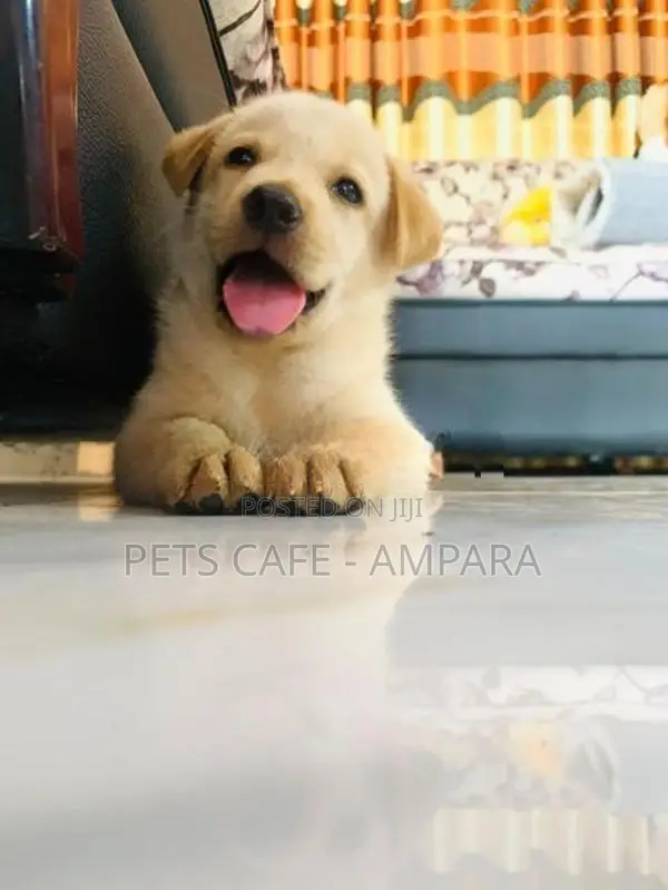 Labrador Puppy
