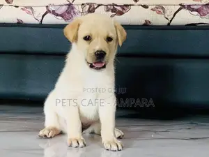Labrador Puppy
