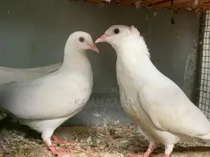 ரைசர்புறா