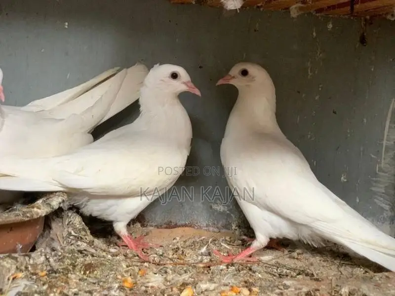ரைசர்புறா