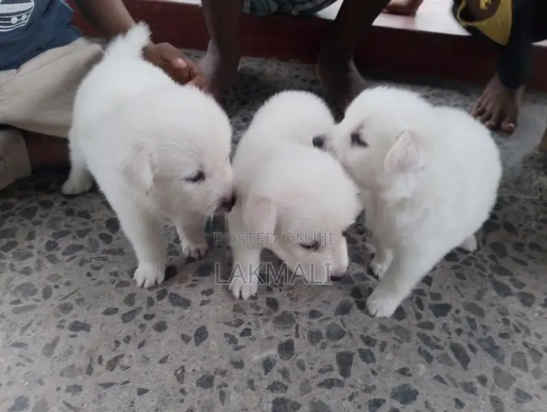 ජැපනීස් ස්පිට්ස් පපී