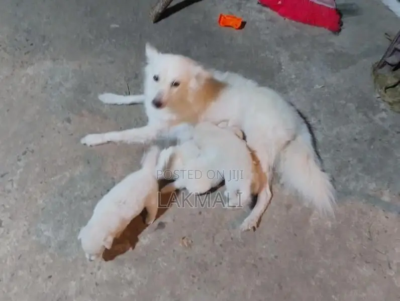 ජැපනීස් ස්පිට්ස් පපී